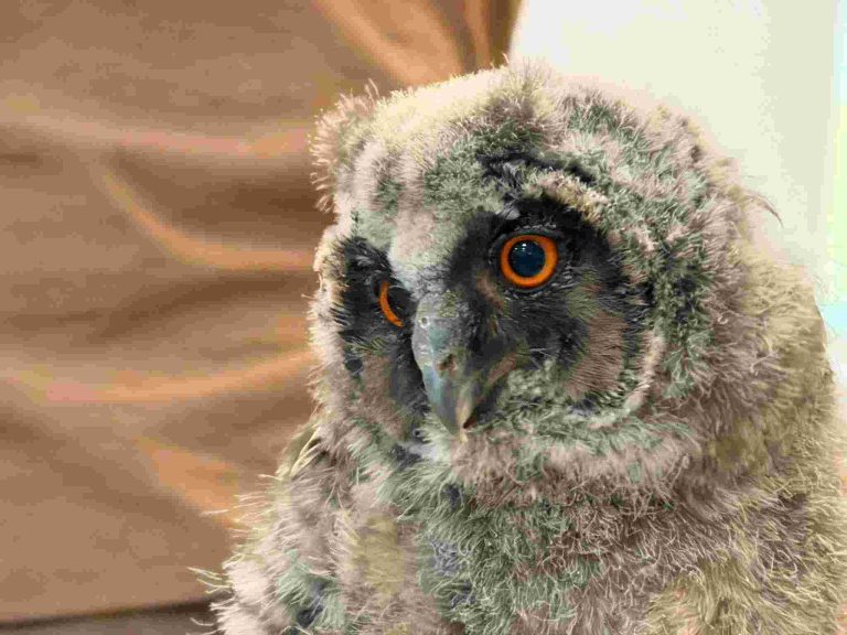 ČERVEN 2026